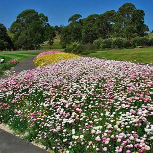K&ouml;nnte beinhalten: Ein gro&szlig;es, dichtes Blumenbeet mit einer leuchtenden Ansammlung von rosa, wei&szlig;en und gelben Blumen entlang eines gepflasterten Weges. Das Blumenarrangement besteht aus zahlreichen kleinen, runden Bl&uuml;ten in verschiedenen Rosa- und Wei&szlig;t&ouml;nen, mit einem markanten Abschnitt gelber Blumen weiter hinten am Weg, vor dem Hintergrund von gr&uuml;nem Gras und B&auml;umen.