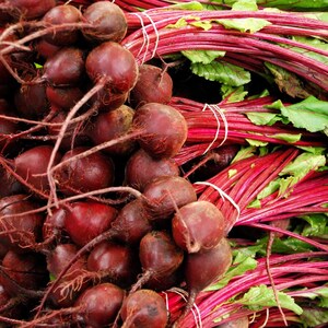 Über 100 Samen der Sorte Rosy Red 555 Rote Bete (Beta vulgaris), Wurzelgemüse Bild 3