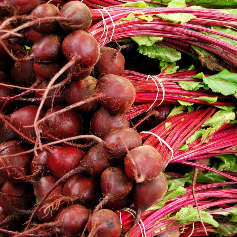 Über 100 Samen der Sorte Rosy Red 555 Rote Bete (Beta vulgaris), Wurzelgemüse Bild 3
