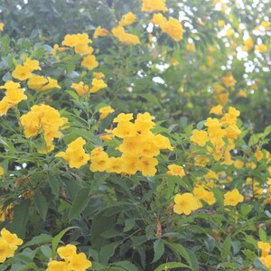 60-300 semi di sambuco giallo, Tecoma stans, campanule gialle, arbusto fiorito immagine 8