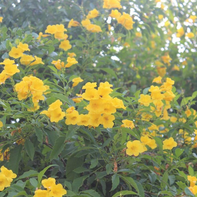 60-300 semi di sambuco giallo, Tecoma stans, campanule gialle, arbusto fiorito immagine 8