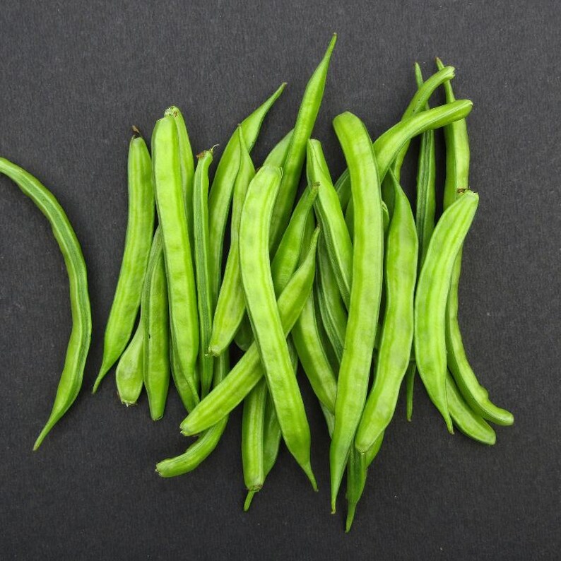 Más de 20 semillas de frijol racimo Neelam, Cyamopsis tetragonoloba, guar imagen 6