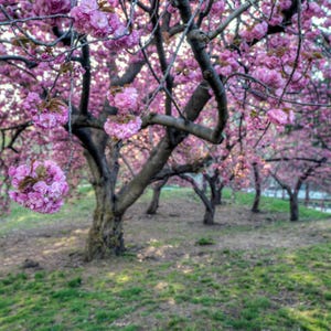 5-10 semillas de cerezo japonés, Prunus serrulata, árbol de flor de sakura. imagen 4