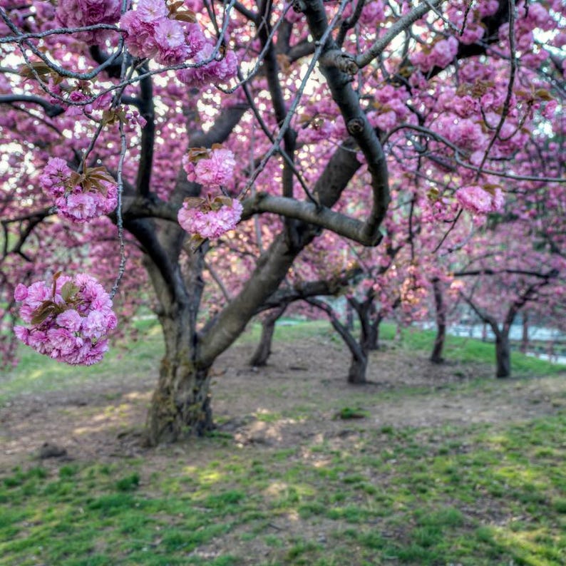 5-10 semillas de cerezo japonés, Prunus serrulata, árbol de flor de sakura. imagen 4