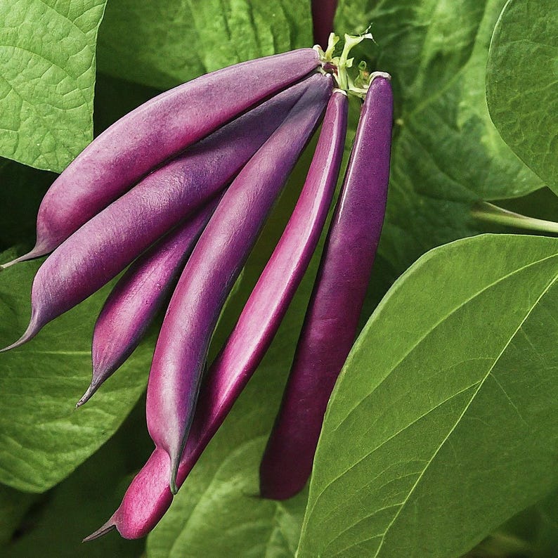 May include: A cluster of vibrant purple bean pods hanging from a plant with large green leaves. The pods are elongated, smooth, and slightly curved, tapering to a point at the ends. The deep purple colour contrasts with the bright green foliage.