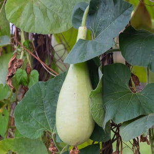 Más de 20 semillas de calabaza larga Durgesh Gutka, Lagenaria siceraria, Lauki larga, Calabaza india imagen 3