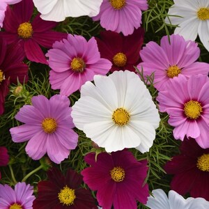 K&ouml;nnte beinhalten: Eine Ansammlung von Kosmeenbl&uuml;ten in verschiedenen Farben, darunter Wei&szlig;, Hellrosa, Magenta und tiefes Burgunderrot. Jede Bl&uuml;te hat eine gelbe Mitte, die von zarten, flachen Bl&uuml;tenbl&auml;ttern und feinem, gr&uuml;nem, federartigem Laub umgeben ist.