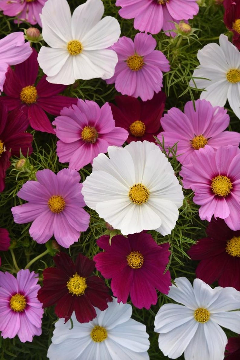K&ouml;nnte beinhalten: Eine Ansammlung von Kosmeenbl&uuml;ten in verschiedenen Farben, darunter Wei&szlig;, Hellrosa, Magenta und tiefes Burgunderrot. Jede Bl&uuml;te hat eine gelbe Mitte, die von zarten, flachen Bl&uuml;tenbl&auml;ttern und feinem, gr&uuml;nem, federartigem Laub umgeben ist.