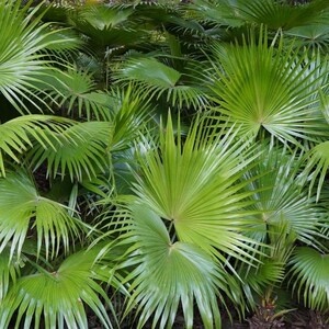 5-10 Chinese Fan Palm Seeds, Livistona chinensis, Fountain Palm image 6