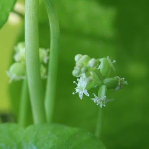Puede incluir: Un racimo de diminutas flores blancas con cinco p&eacute;talos delicados cada una, creciendo en tallos delgados de color verde claro. La planta presenta hojas de color verde vibrante en el fondo, creando un efecto de enfoque suave alrededor de las peque&ntilde;as flores en forma de estrella.