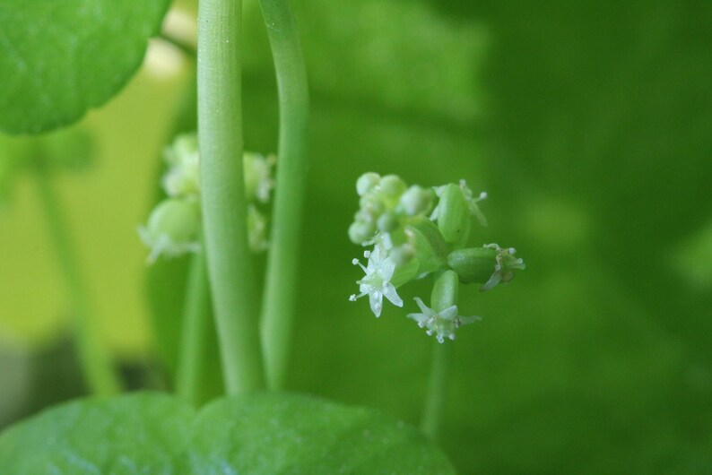 Puede incluir: Un racimo de diminutas flores blancas con cinco p&eacute;talos delicados cada una, creciendo en tallos delgados de color verde claro. La planta presenta hojas de color verde vibrante en el fondo, creando un efecto de enfoque suave alrededor de las peque&ntilde;as flores en forma de estrella.