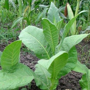 Tabac ornemental à feuilles larges du Connecticut, 50-100-300 graines – Plante ancienne de Nicotiana, graines fraîches pour le jardin image 3