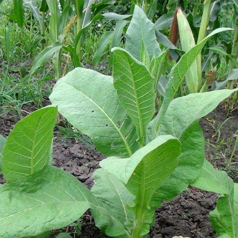 Tabac ornemental à feuilles larges du Connecticut, 50-100-300 graines – Plante ancienne de Nicotiana, graines fraîches pour le jardin image 3