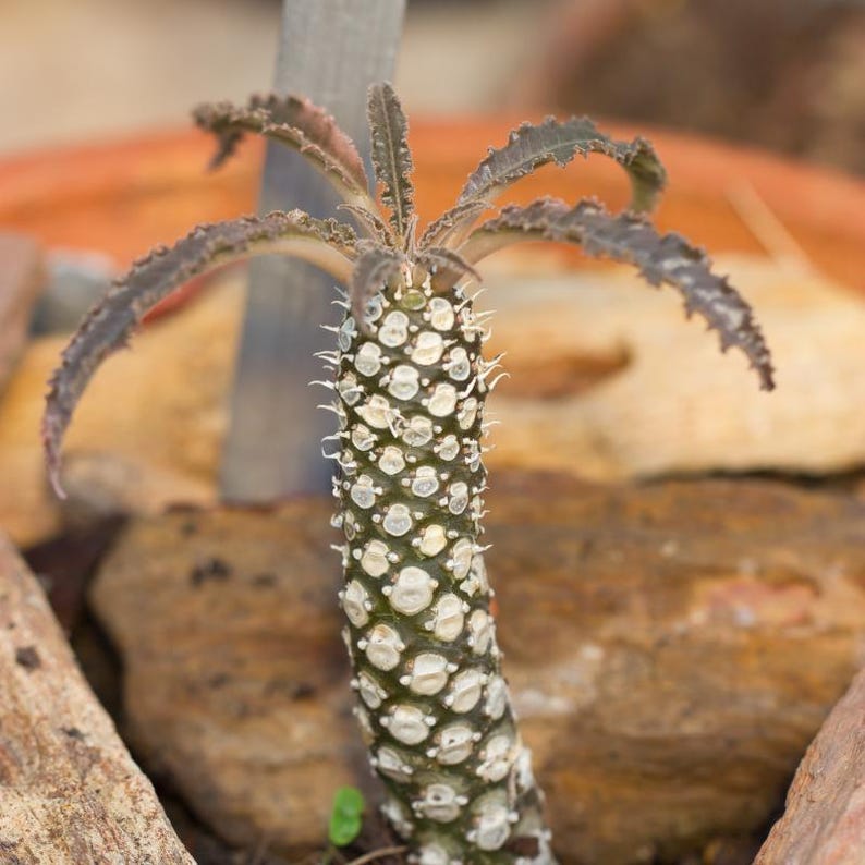 Más de 20 semillas de Dorstenia Foetida, planta de caudex rara, suculenta de madera apestosa, semillas de plantas exóticas de colección. imagen 8