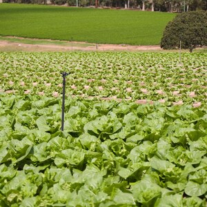 50-300 semillas de tabaco Virginia Gold Poland, Nicotiana tabacum imagen 5