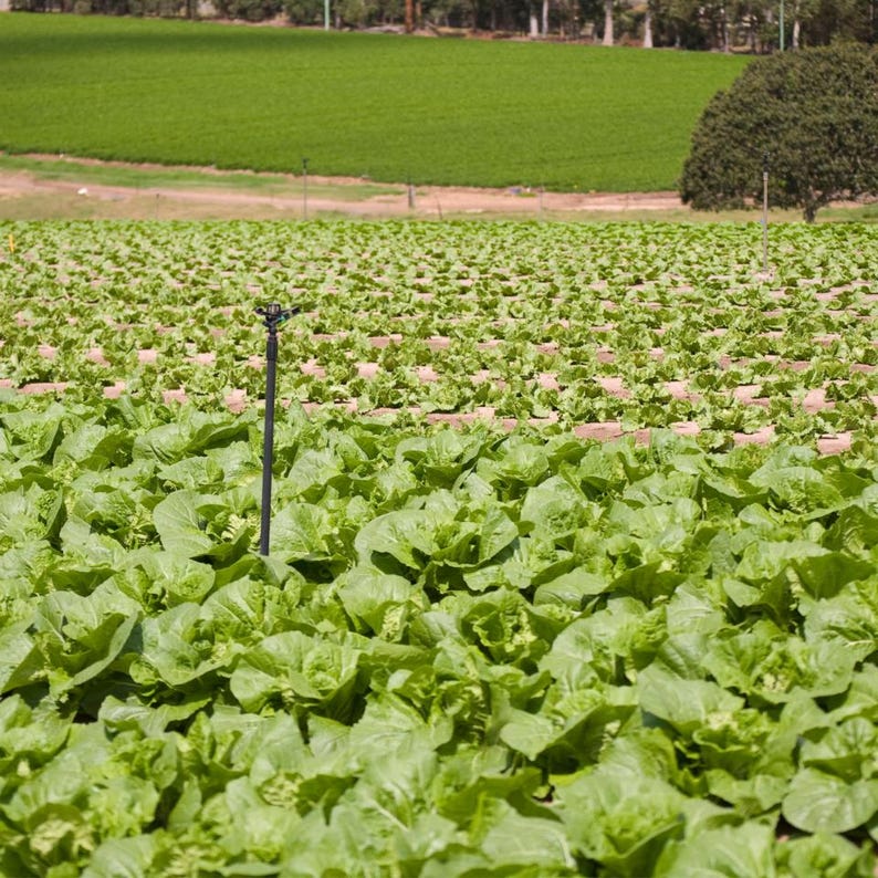 50-300 semillas de tabaco Virginia Gold Poland, Nicotiana tabacum imagen 5