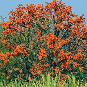 May include: A large deciduous tree with a dense canopy covered in vibrant orange flowers. The tree features dark, gnarled branches and sparse green foliage, standing against a clear blue sky with a hilly landscape visible in the background.