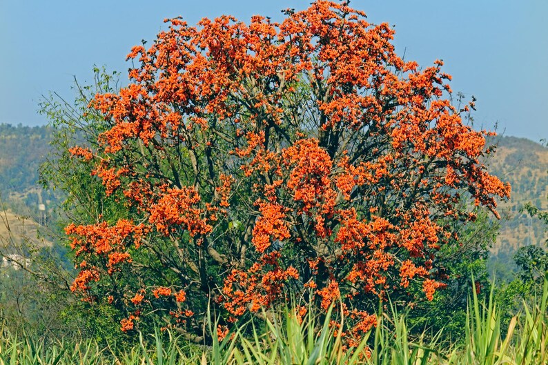 May include: A large deciduous tree with a dense canopy covered in vibrant orange flowers. The tree features dark, gnarled branches and sparse green foliage, standing against a clear blue sky with a hilly landscape visible in the background.