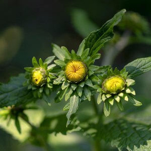 200+ nasion omanu wielkiego, Inula helenium, wysoka żółta roślina polna zdjęcie 6