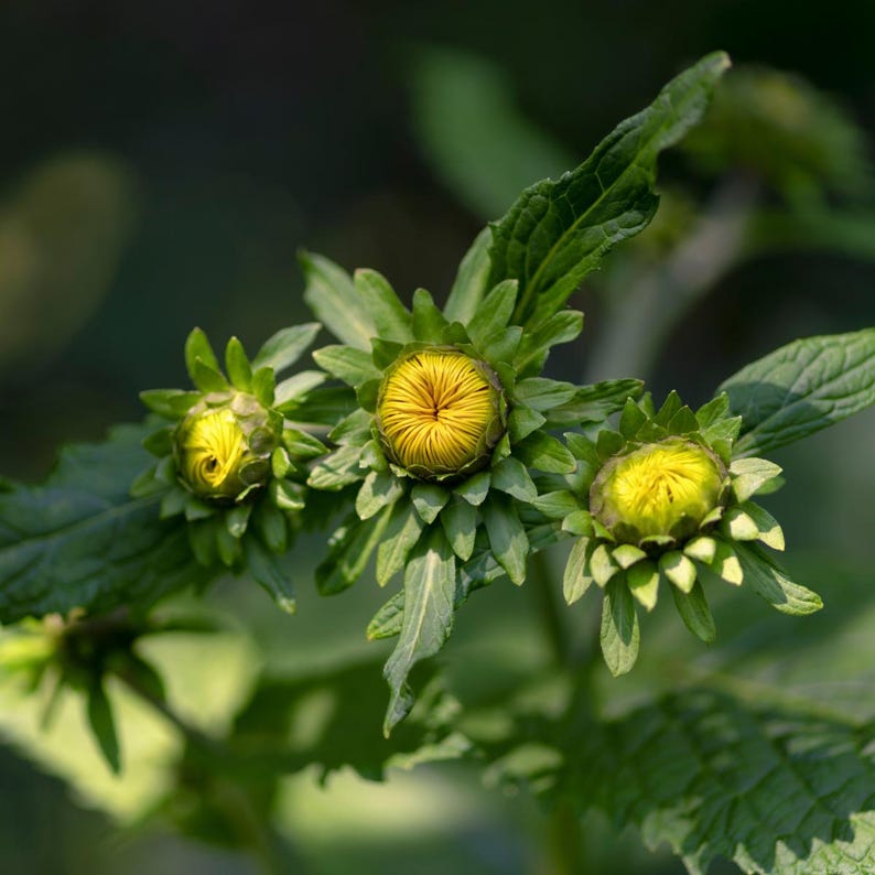 200+ nasion omanu wielkiego, Inula helenium, wysoka żółta roślina polna zdjęcie 6