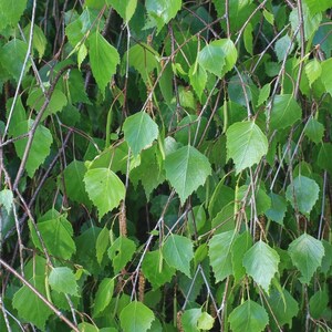 200-500 semillas de abedul llorón, Betula pendula, abedul plateado, árbol ornamental imagen 6