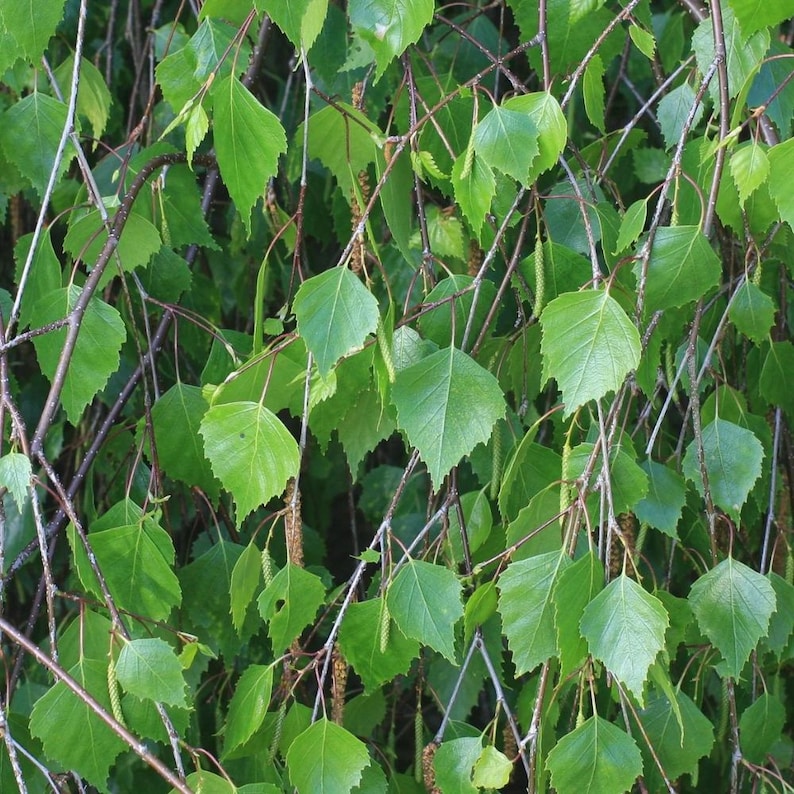 200-500 semillas de abedul llorón, Betula pendula, abedul plateado, árbol ornamental imagen 6