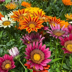 Peut inclure: Un groupe vibrant de fleurs gazania pr&eacute;sentant un m&eacute;lange de p&eacute;tales orange vif, magenta profond et blanc cr&egrave;me. Chaque fleur affiche un centre jaune pro&eacute;minent entour&eacute; d'anneaux sombres, sur un fond de feuillage vert luxuriant.