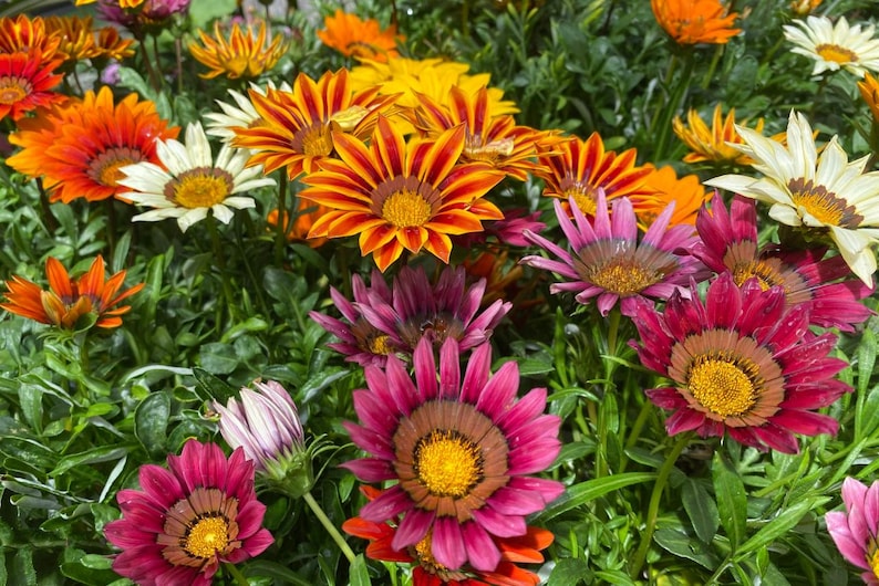Peut inclure: Un groupe vibrant de fleurs gazania pr&eacute;sentant un m&eacute;lange de p&eacute;tales orange vif, magenta profond et blanc cr&egrave;me. Chaque fleur affiche un centre jaune pro&eacute;minent entour&eacute; d'anneaux sombres, sur un fond de feuillage vert luxuriant.