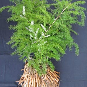 May include: An asparagus fern plant featuring vibrant green, feathery, needle-like foliage and delicate white flower spikes. The plant is shown with its exposed, light brown, tuberous root system, which consists of a dense cluster of thick roots.