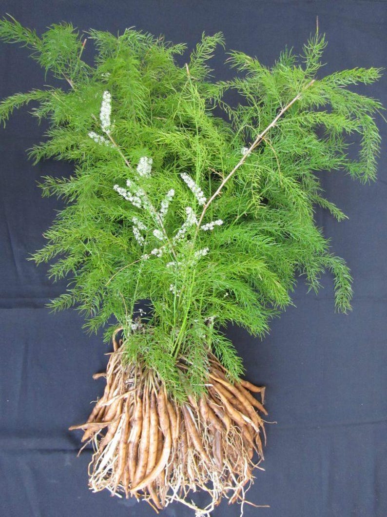 May include: An asparagus fern plant featuring vibrant green, feathery, needle-like foliage and delicate white flower spikes. The plant is shown with its exposed, light brown, tuberous root system, which consists of a dense cluster of thick roots.