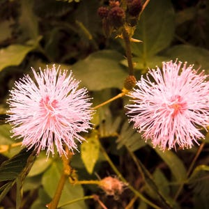 50-300 nasion roślin wrażliwych, Mimosa pudica, Touch Me Not zdjęcie 2
