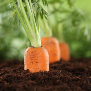 100+ morotsvitaminfrön, Daucus carota, apelsinrotgrönsak bild 4