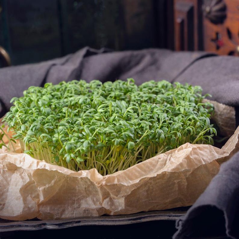 Meer dan 300 tuinkerszaadjes, Lepidium sativum, Halim, Microgreens kruiden afbeelding 8