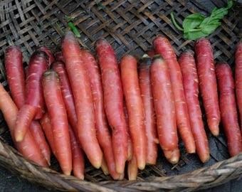 Rote Schönheitskarotte – über 100 Samen – Daucus carota – Süßes Wurzelgemüse