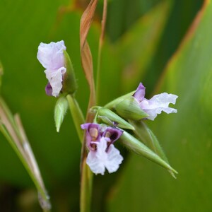 May include: A cluster of delicate light purple and white flowers with ruffled petals, emerging from slender green buds and stems, set against large, broad, vibrant green leaves that provide a natural backdrop to the blooming floral structure.