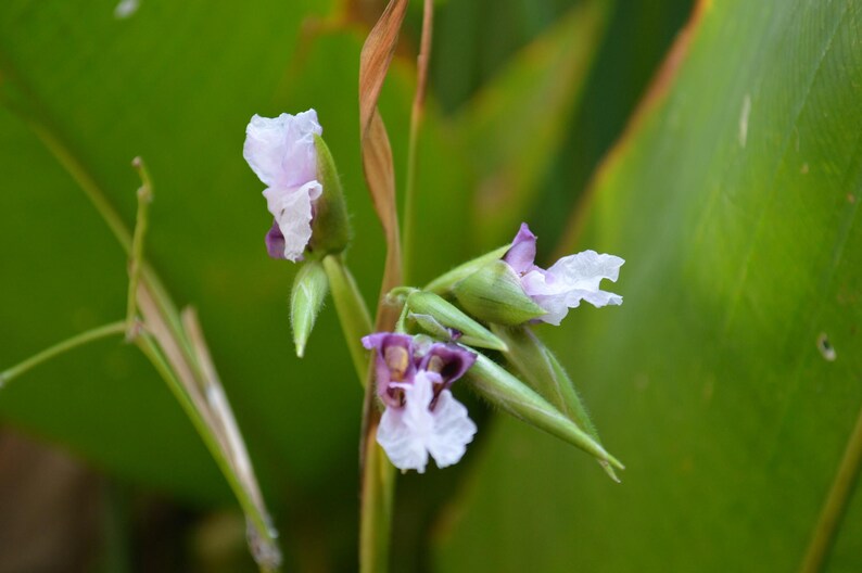 May include: A cluster of delicate light purple and white flowers with ruffled petals, emerging from slender green buds and stems, set against large, broad, vibrant green leaves that provide a natural backdrop to the blooming floral structure.
