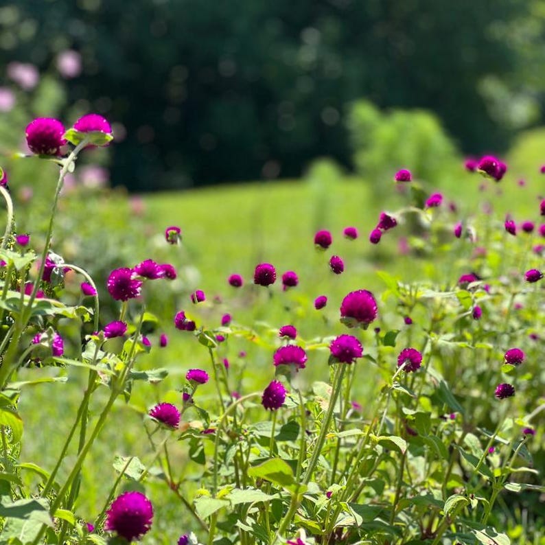 100+ Gomphrena Mixed Color Seeds, Globe Flower Mix, Garden Flower image 6