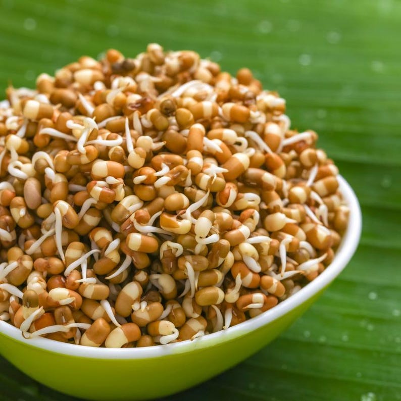 100-300 semillas de frijol matki blanco, Vigna aconitifolia, frijol polilla blanco, frijol mat indio imagen 4