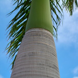 Puede incluir: Un tronco de palmera alto con un capitel liso de color verde claro en la parte superior que se transforma en una corteza gris texturizada y anillada. Largas y delgadas hojas de palma verdes se extienden hacia un cielo azul brillante.