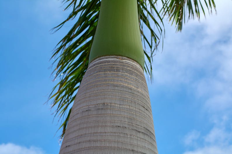 Puede incluir: Un tronco de palmera alto con un capitel liso de color verde claro en la parte superior que se transforma en una corteza gris texturizada y anillada. Largas y delgadas hojas de palma verdes se extienden hacia un cielo azul brillante.