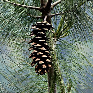One Pinus wallichiana Cone, Himalayan Blue Pine Botanical Craft Supply image 6
