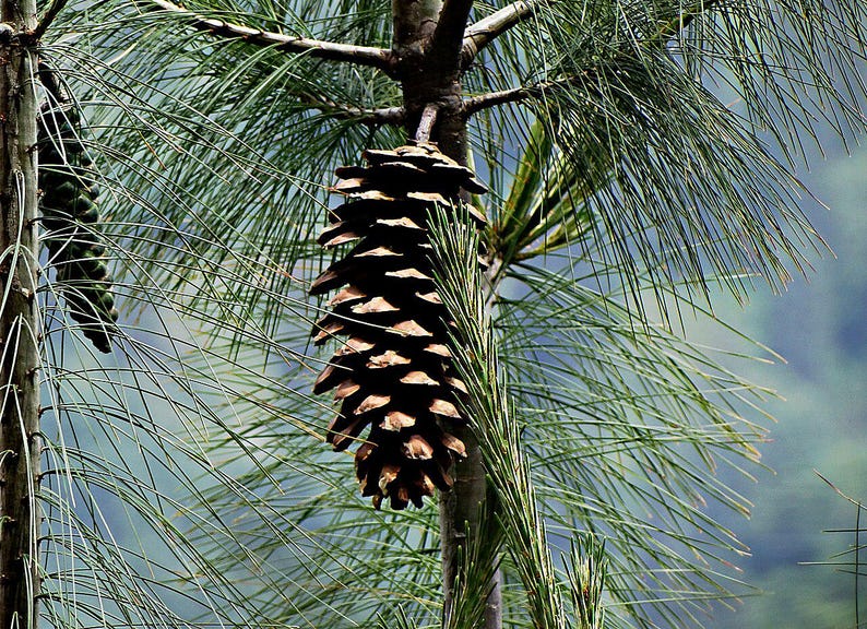 One Pinus wallichiana Cone, Himalayan Blue Pine Botanical Craft Supply image 6