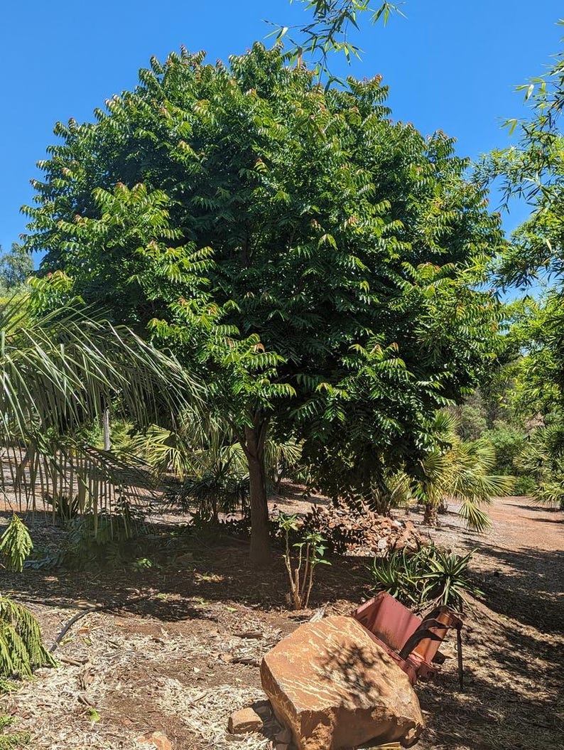 Op de afbeelding: Een grote, volle boom met dicht, donkergroen blad en een bruine stam staat in een zonnige buitenruimte. Op de voorgrond ligt een grote, lichtbruine, getextureerde steen naast een klein, roestig metalen voorwerp op de droge, aarden grond.