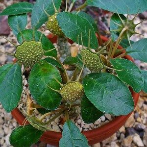 Puede incluir: Una planta suculenta Dorstenia foetida en una maceta de terracota, con hojas de color verde oscuro de forma ovalada y estructuras florales distintivas, texturizadas, de color verde claro y forma de disco, rodeadas de ap&eacute;ndices espinosos.