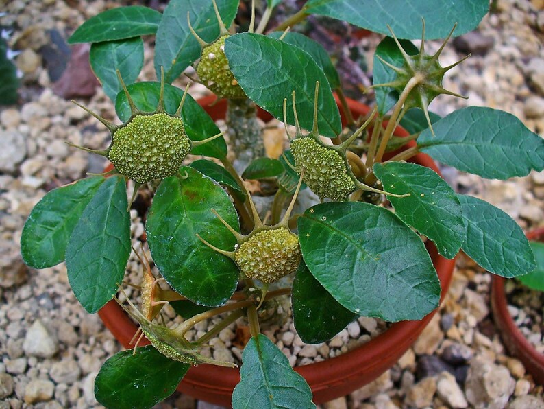 Puede incluir: Una planta suculenta Dorstenia foetida en una maceta de terracota, con hojas de color verde oscuro de forma ovalada y estructuras florales distintivas, texturizadas, de color verde claro y forma de disco, rodeadas de ap&eacute;ndices espinosos.