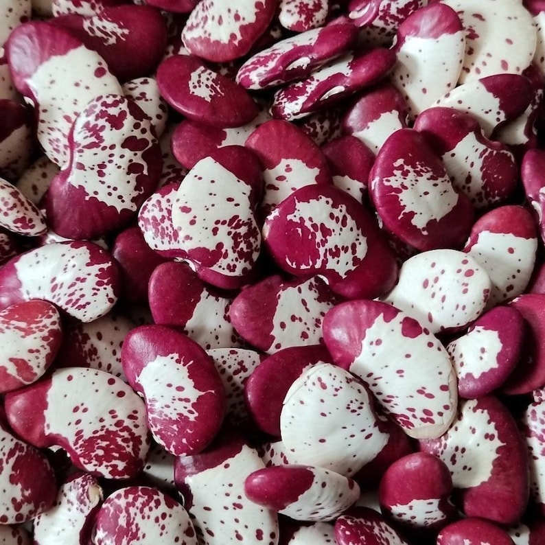 10+ semi di fagioli rossi doppi, Phaseolus lunatus, fagioli di Lima rossi maculati, fagioli indiani immagine 1
