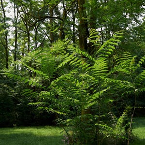 15-45 semillas de Maharukh, Ailanthus excelsa, Mahaneem, árbol de sombra imagen 6