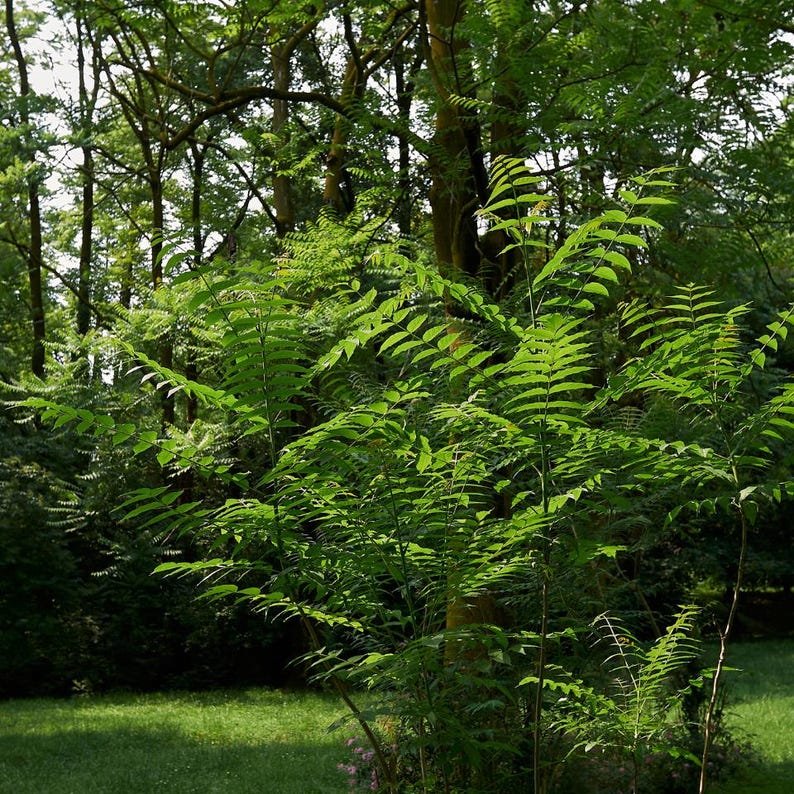15-45 semillas de Maharukh, Ailanthus excelsa, Mahaneem, árbol de sombra imagen 6