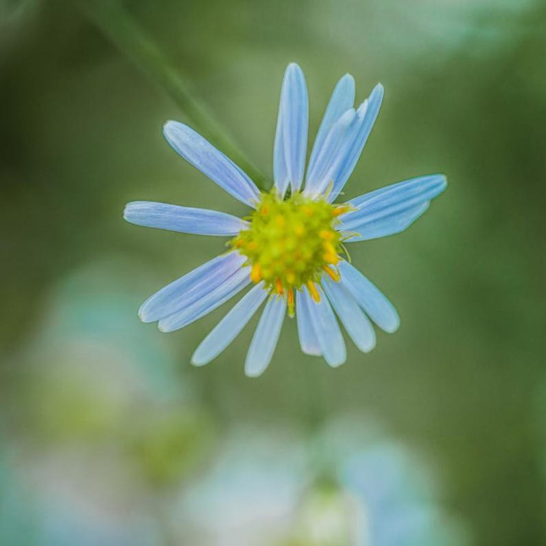 15+ Panicled Aster Seeds, Symphyotrichum lanceolatum, Lance-Leaved Wildflower image 1