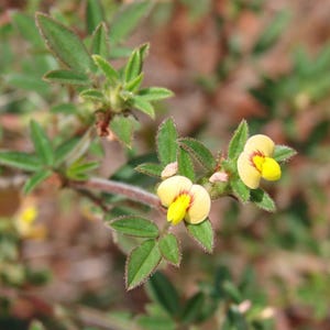 50-200 Samen der Strauchigen Stylosanthes (Stylosanthes scabra), einer Futterpflanzen-Leguminose Bild 1